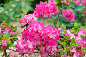 季節の花の写真