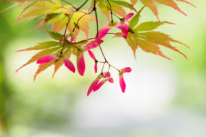 季節の花の写真