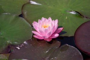 季節の花の写真