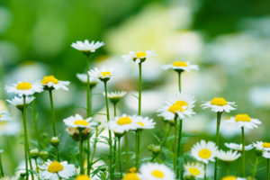 季節の花の写真