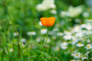 季節の花の写真