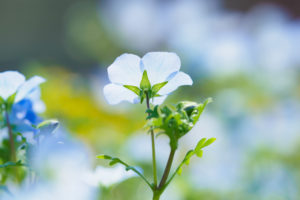季節の花の写真