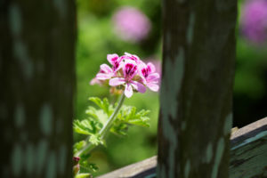 季節の花の写真