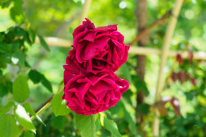 バラの写真