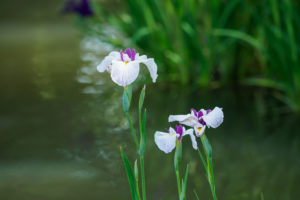 菖蒲の写真