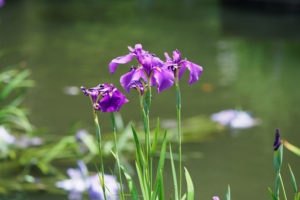菖蒲の写真