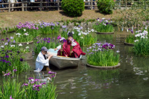 菖蒲を刈る神職の写真