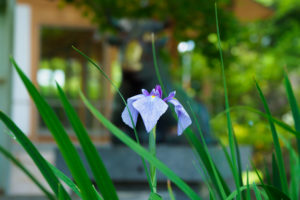 菖蒲の写真