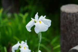 菖蒲の写真