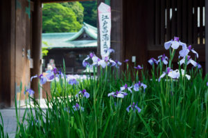 菖蒲の写真