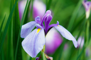 菖蒲の写真