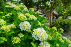 紫陽花の写真