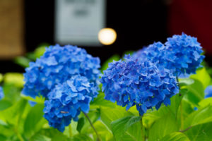 紫陽花の写真