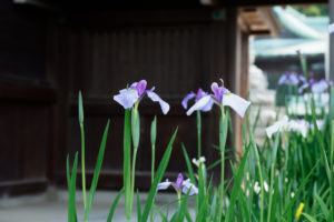 菖蒲の写真