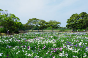 菖蒲の写真