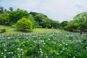 菖蒲の写真