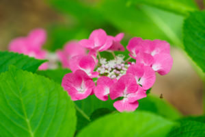 紫陽花の写真