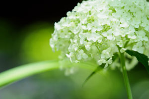 紫陽花の写真