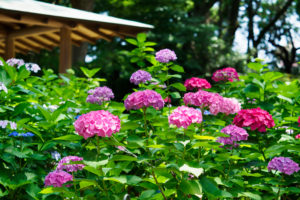 紫陽花の写真