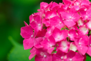 紫陽花の写真