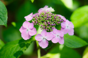 紫陽花の写真