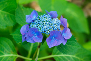 紫陽花の写真