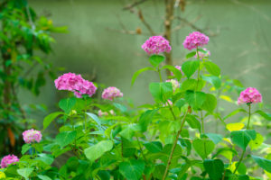 紫陽花の写真