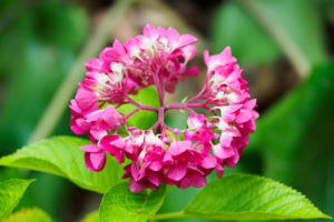 紫陽花の写真