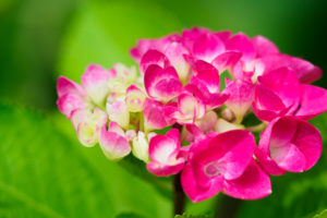 紫陽花の写真