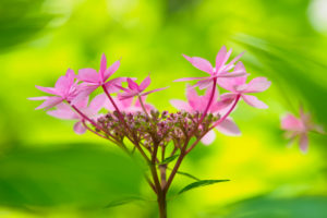 紫陽花の写真