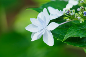 紫陽花の写真