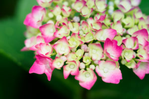 紫陽花の写真