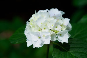 紫陽花の写真