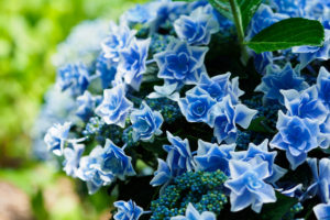紫陽花の写真