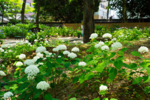 紫陽花の写真