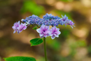 紫陽花の写真