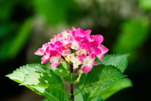 紫陽花の写真