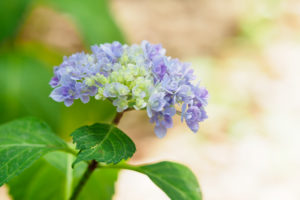 紫陽花の写真