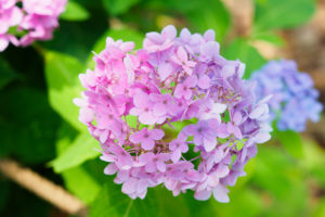 紫陽花の写真