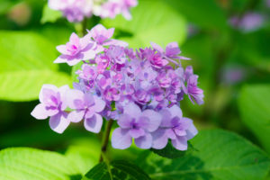 紫陽花の写真