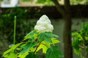 紫陽花の写真