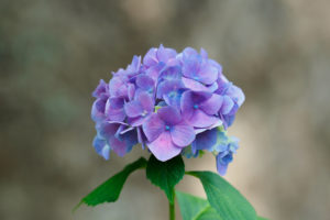 紫陽花の写真