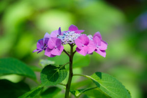 紫陽花の写真