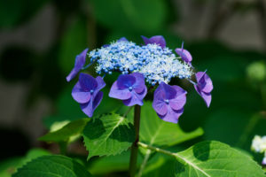 紫陽花の写真