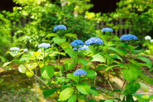 紫陽花の写真