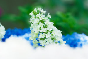 紫陽花の写真