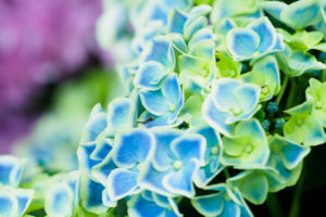 紫陽花の写真