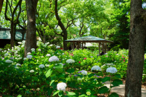 紫陽花の写真