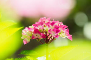 紫陽花の写真