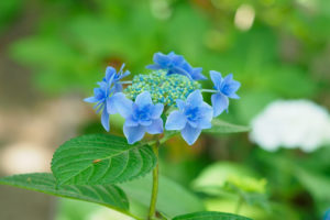紫陽花の写真